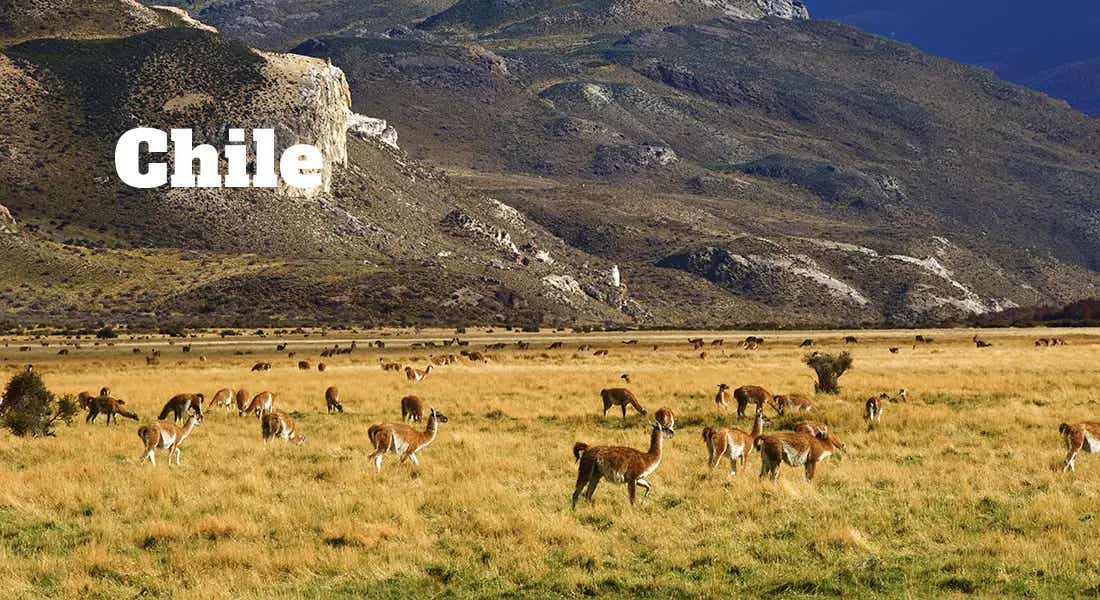 herd of gazelle labelled Chile