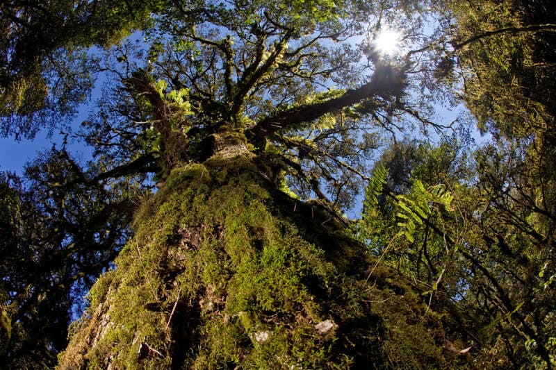 large tree