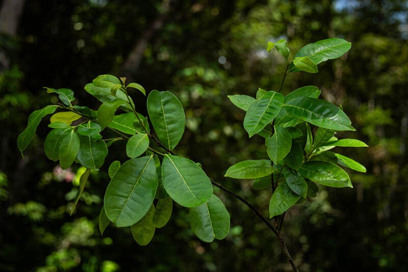 Pernambuco Holly