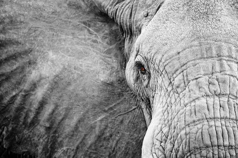 close up of elephant face