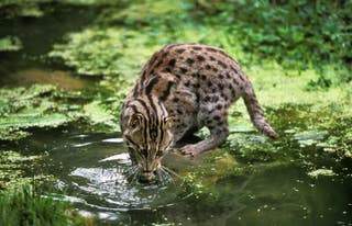 fishing cat