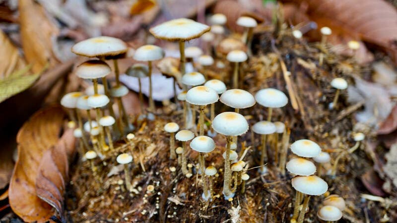 mushrooms growing on a log