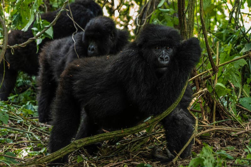 group of gorillas