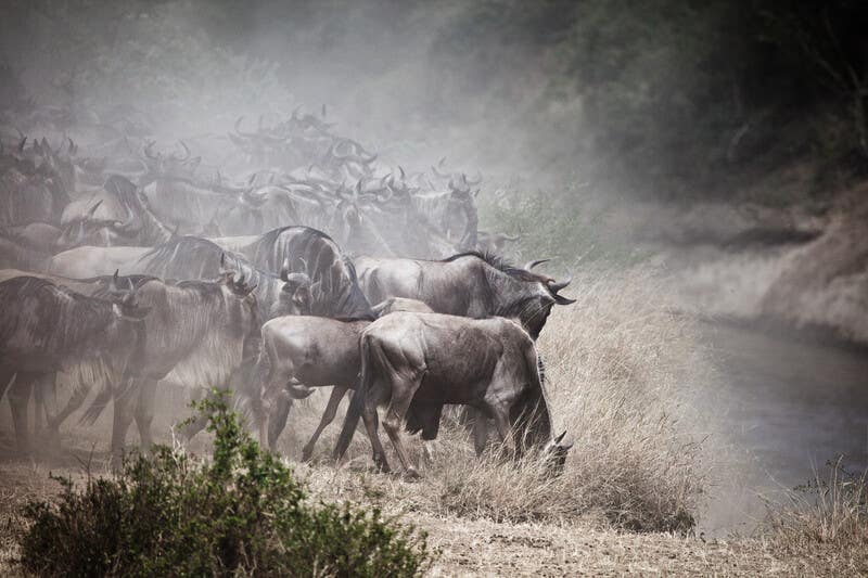 Wildebeest visiting water