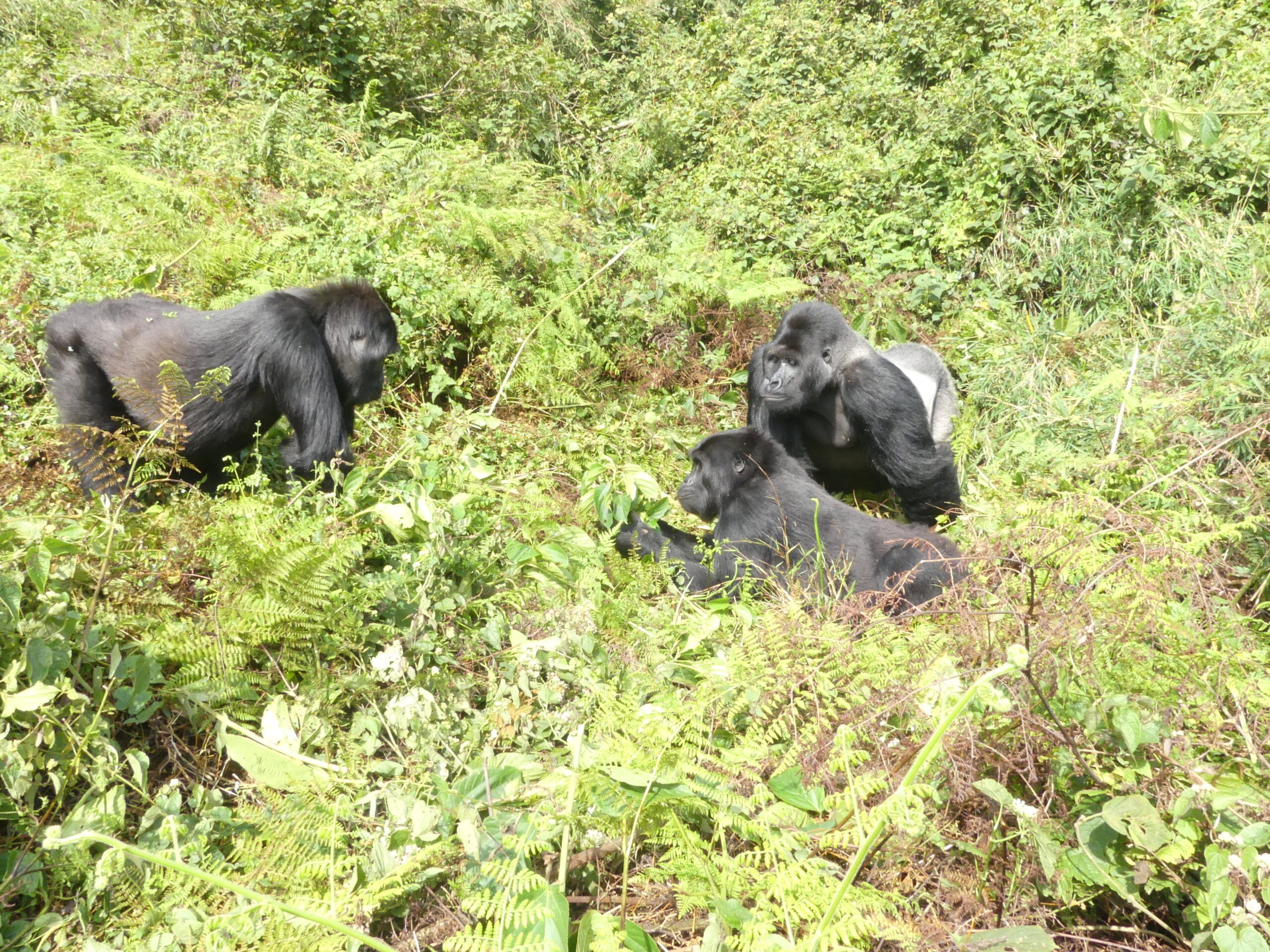 Three adult gorillas are in a green, leafy clearing; two are sitting or lying on the ground, while one stands facing them.
