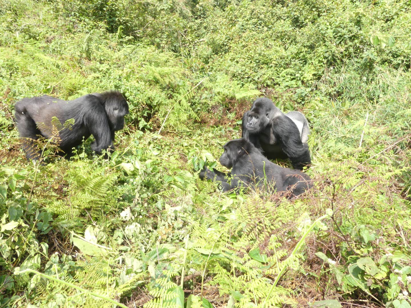 Three adult gorillas are in a green, leafy clearing; two are sitting or lying on the ground, while one stands facing them.