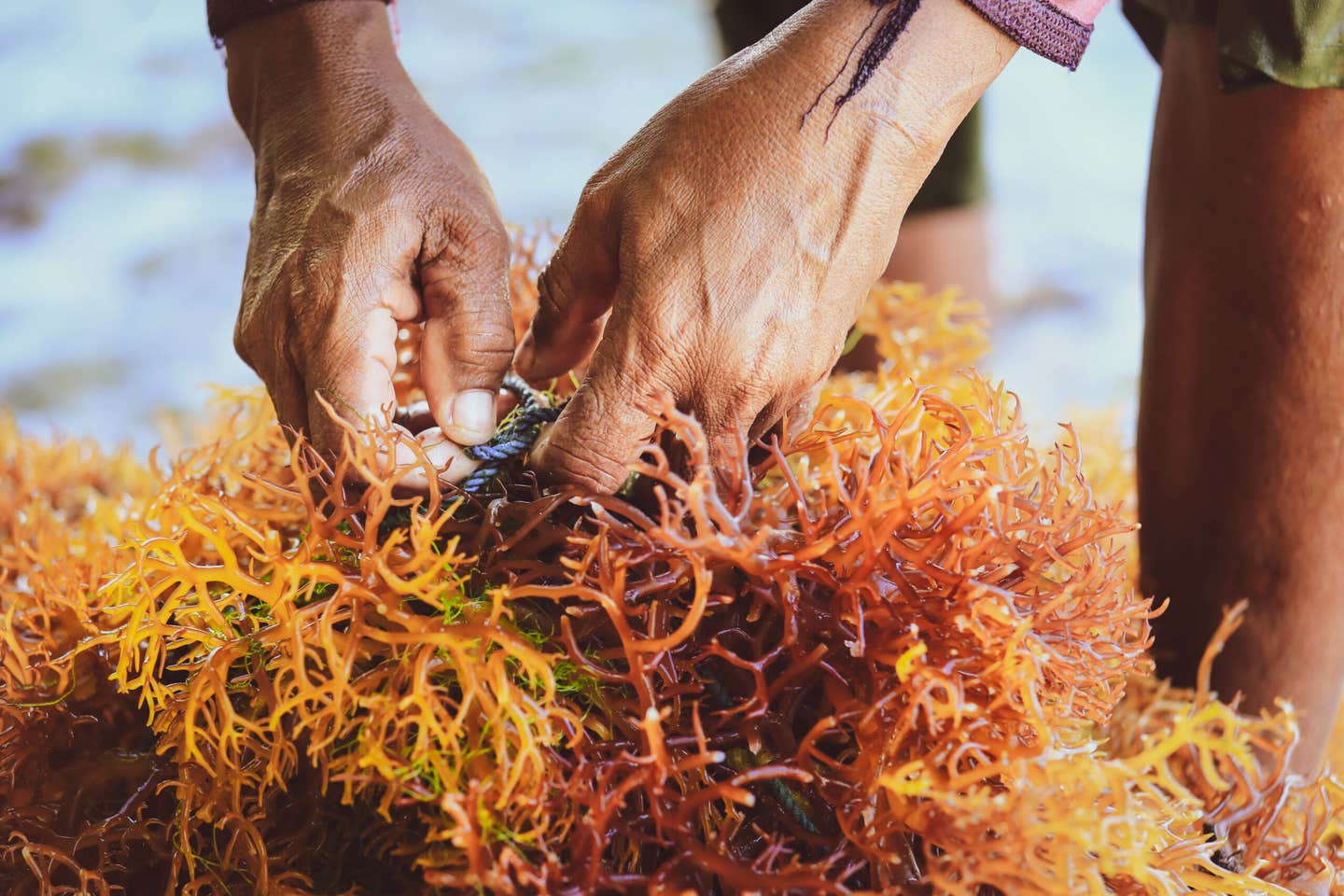 An individual gathering seaweed from the shoreline, with gentle waves lapping at their feet.