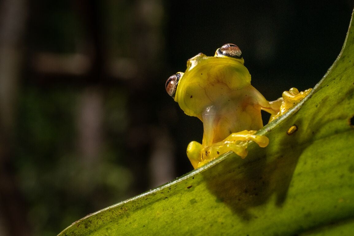 A frog glancing upwards while sitting on a leaf.