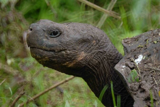 Santa Cruz Galapagos Tortoise, portrait of animal undisturbed in the wild. (Photo by Peter Paul van Dijk, Global Wildlife Conservation)