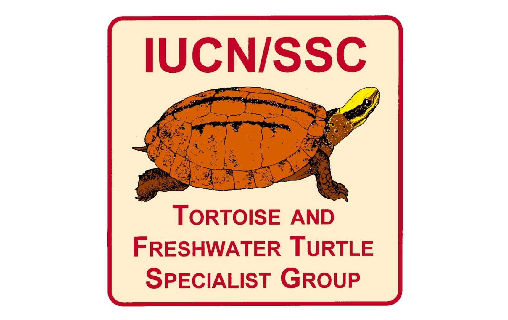 Lost Turtles | rewild.org | Re:wild