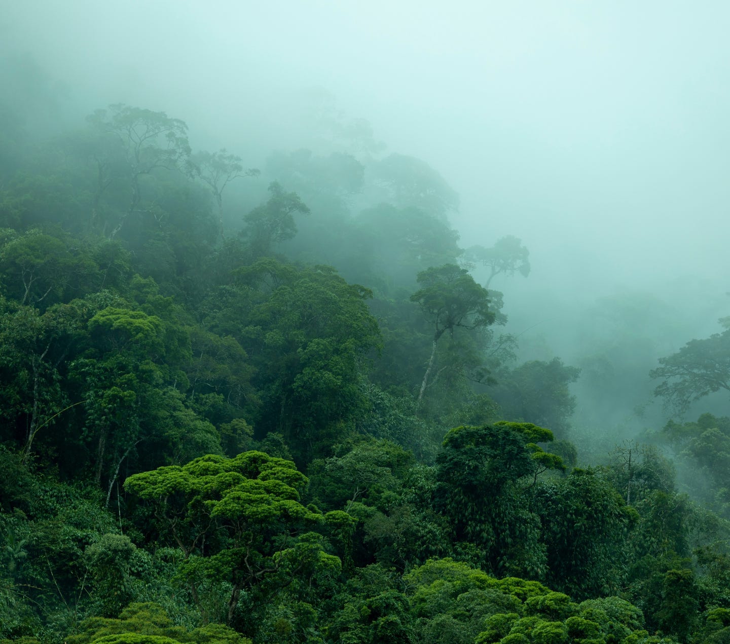 Photograph of a rainforest canopy in dense fog.