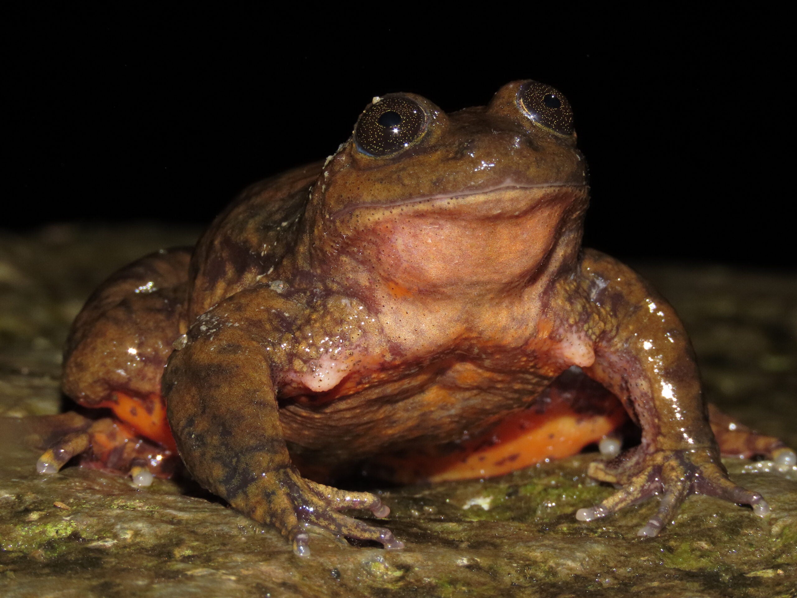 A male Sehuencas water frog (Telmatobius yuracare) photographed on the banks of a stream in Carrasco National Park in Bolivia. In this photo the humeral spine across the chest and nuptial pads, both characteristics of males of the species, are visible. (Photo by Rene Carpio)
