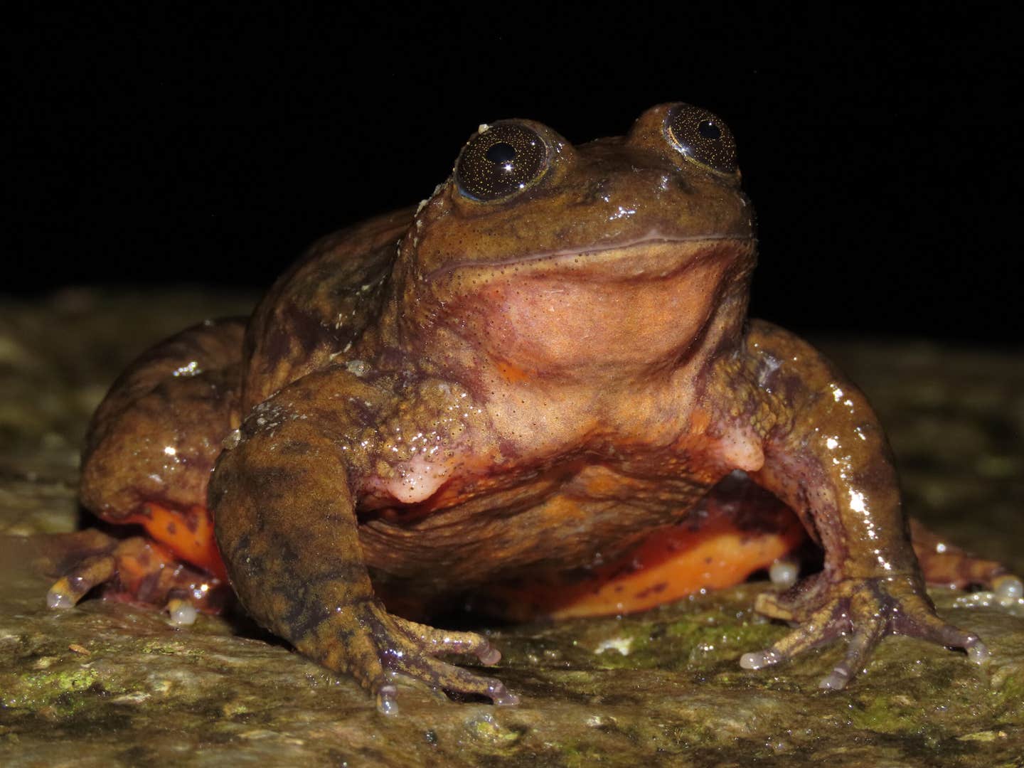 A male Sehuencas water frog (Telmatobius yuracare) photographed on the banks of a stream in Carrasco National Park in Bolivia. In this photo the humeral spine across the chest and nuptial pads, both characteristics of males of the species, are visible. (Photo by Rene Carpio)