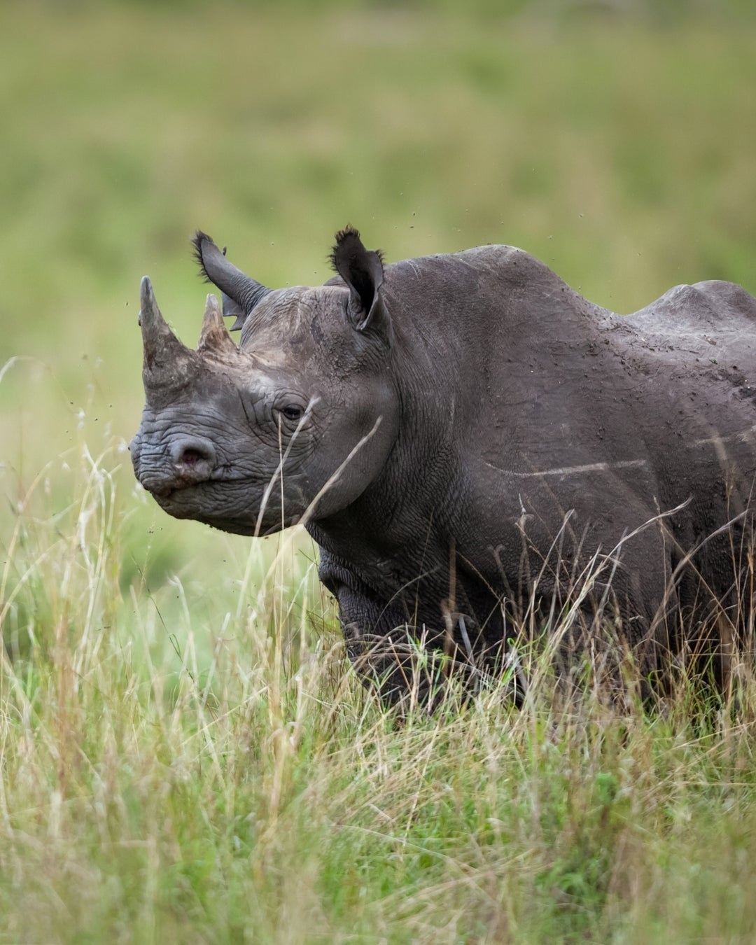Black Rhino