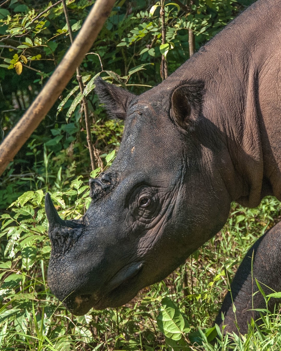Sumatran Rhino