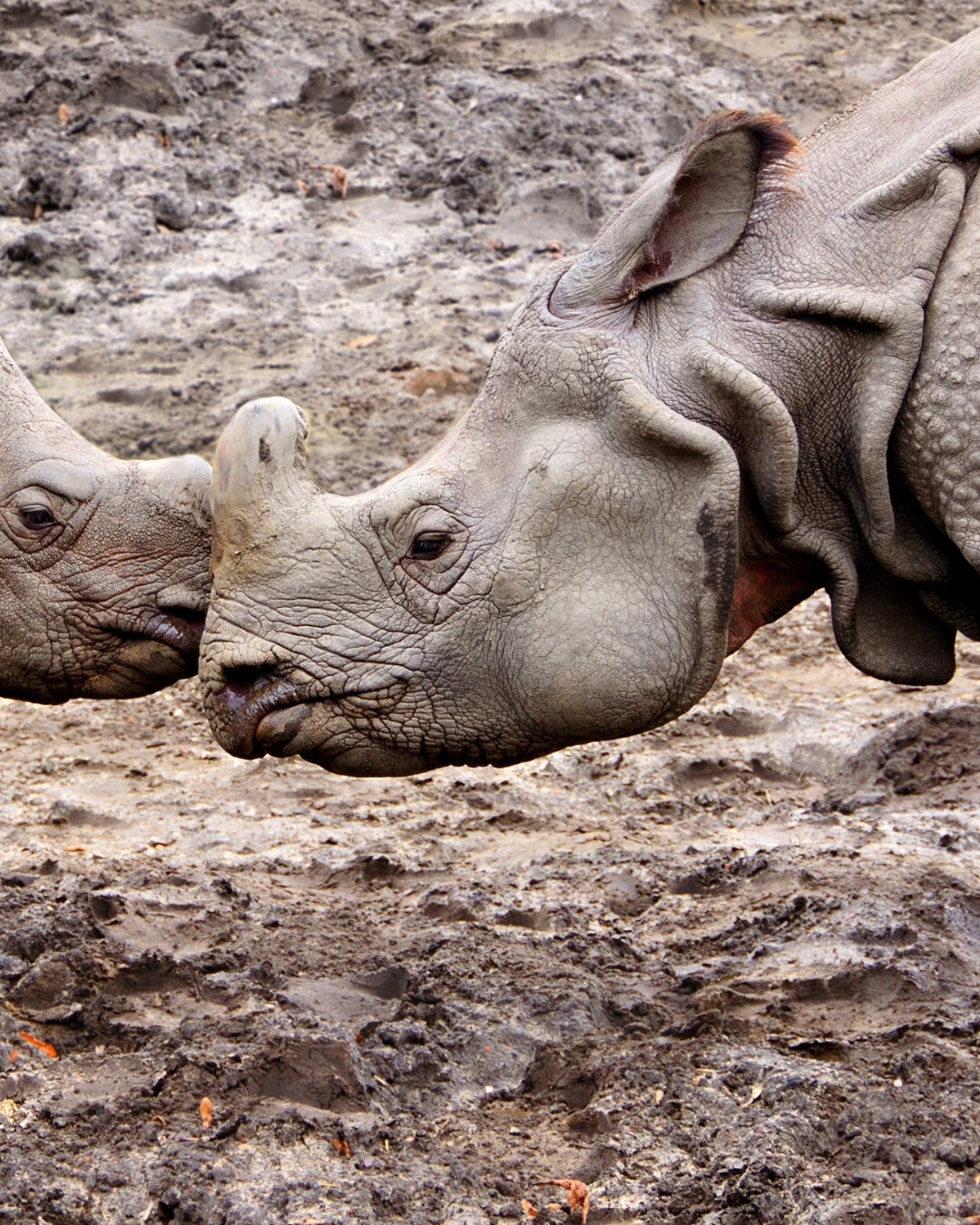 Greater One-Horned Rhino