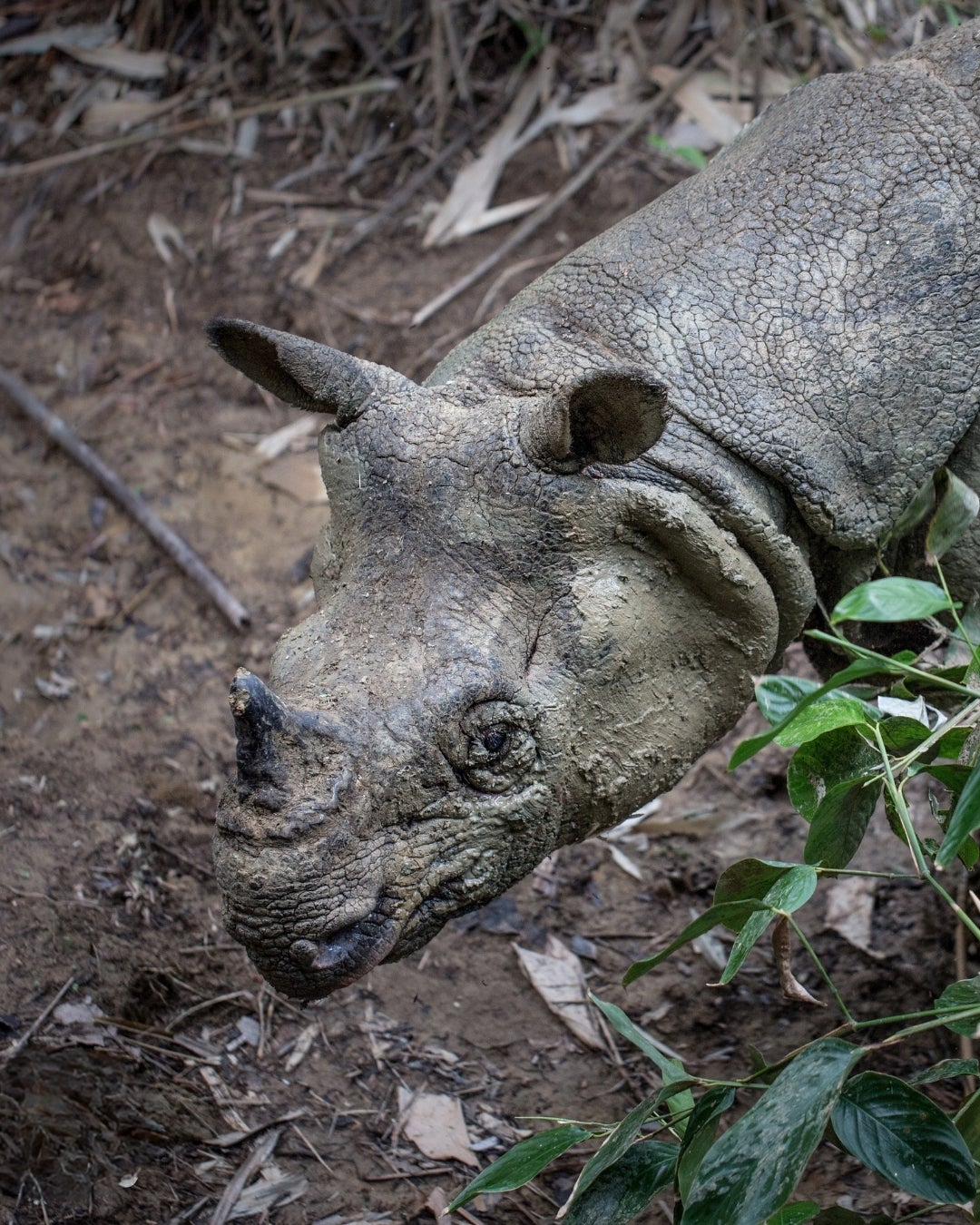 Javan Rhino