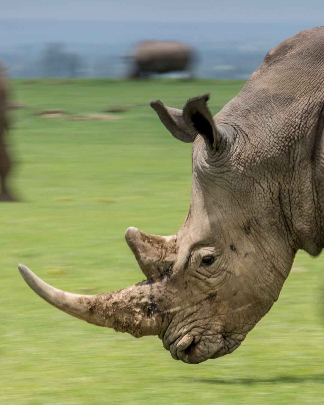 White Rhino