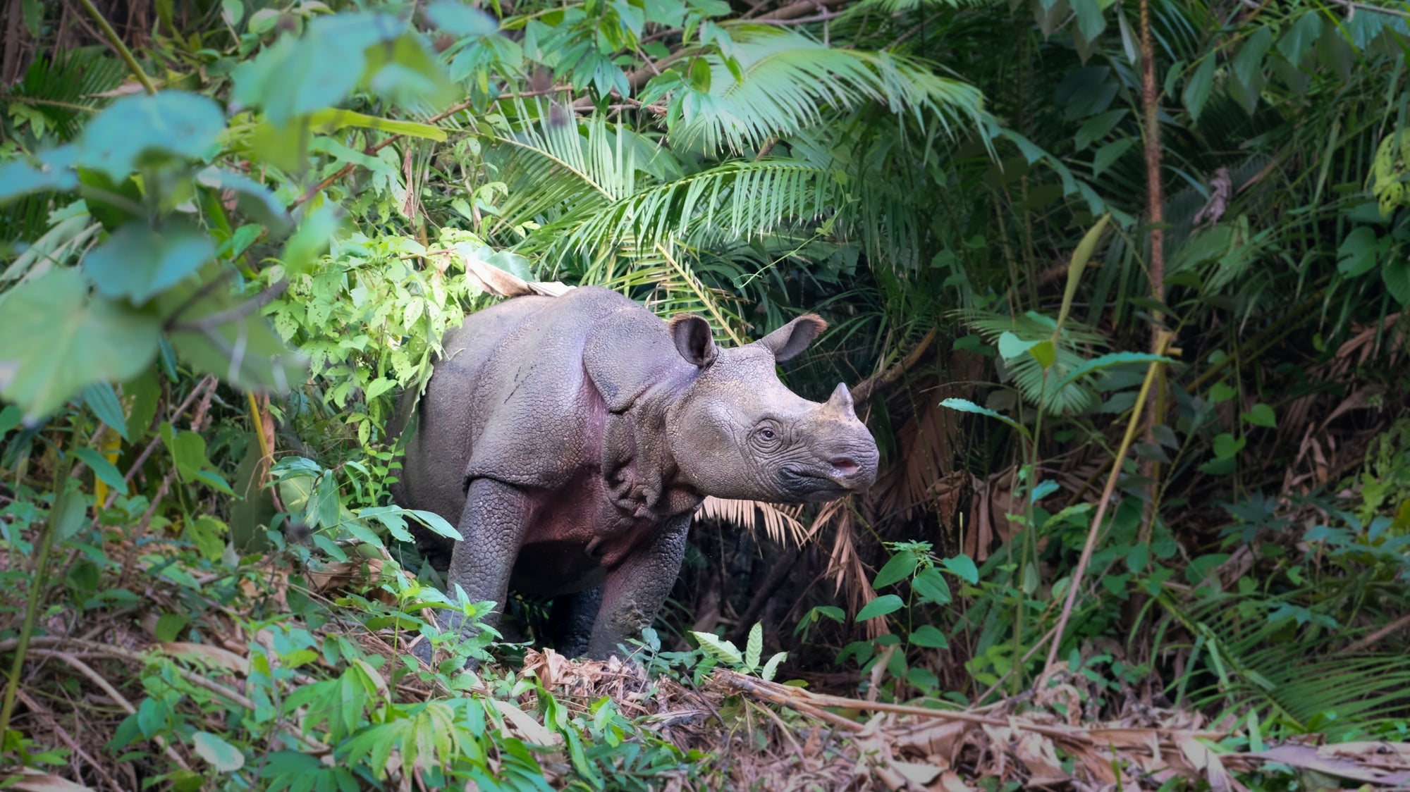 Javan Image Javan Rhino: Facts, Habitat, and Conservation | Re:wild