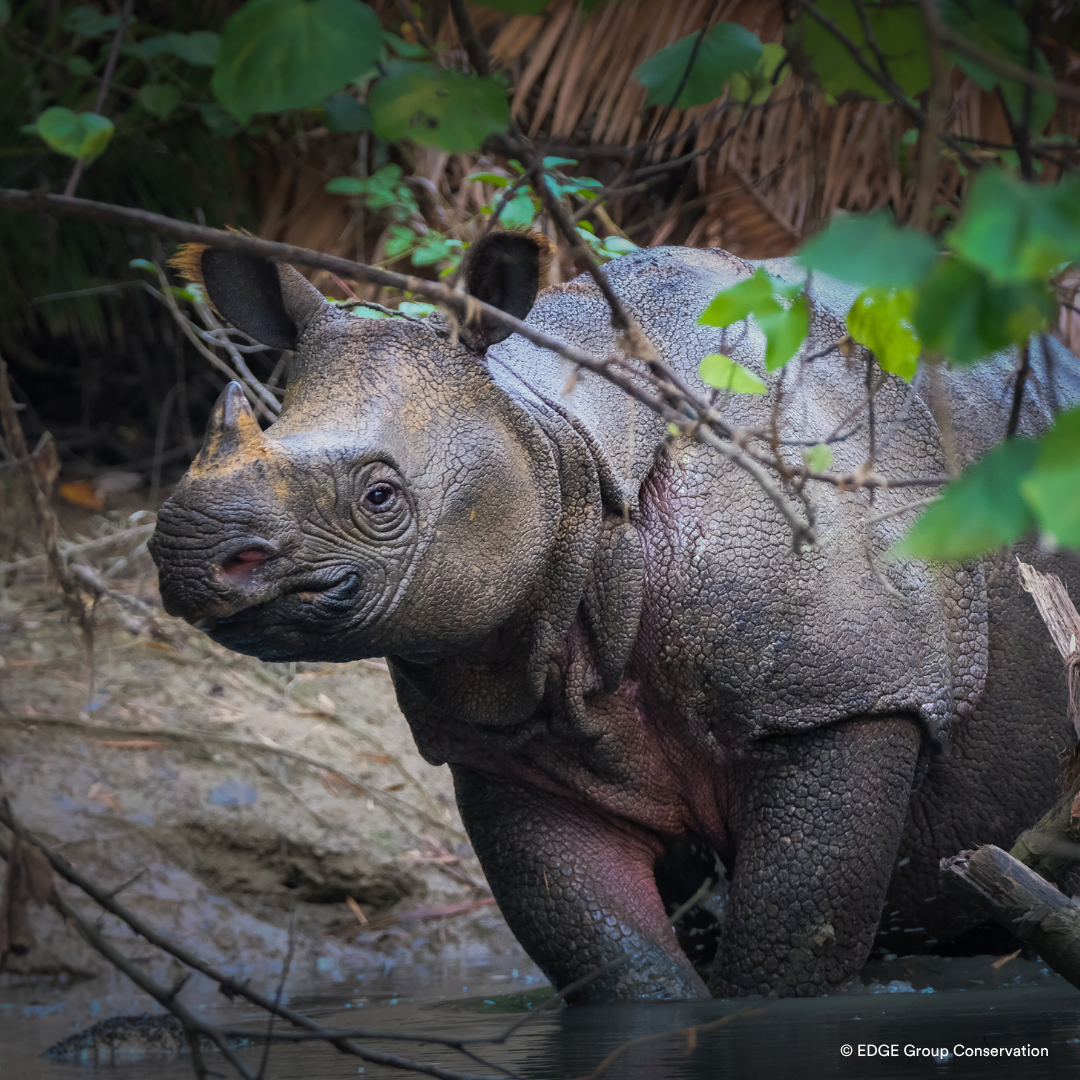 Javan Image Javan Rhino: Facts, Habitat, and Conservation | Re:wild