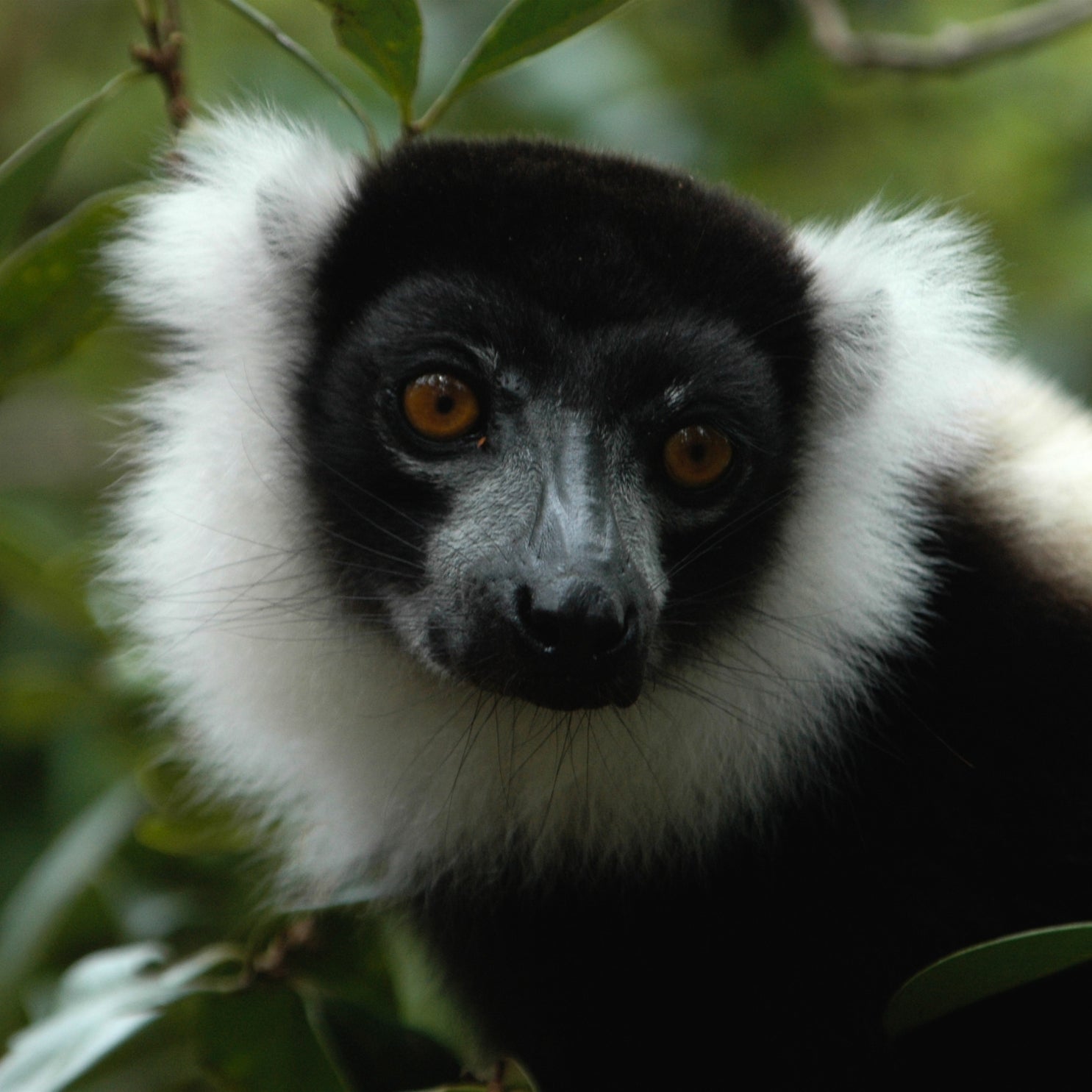 Wildlife