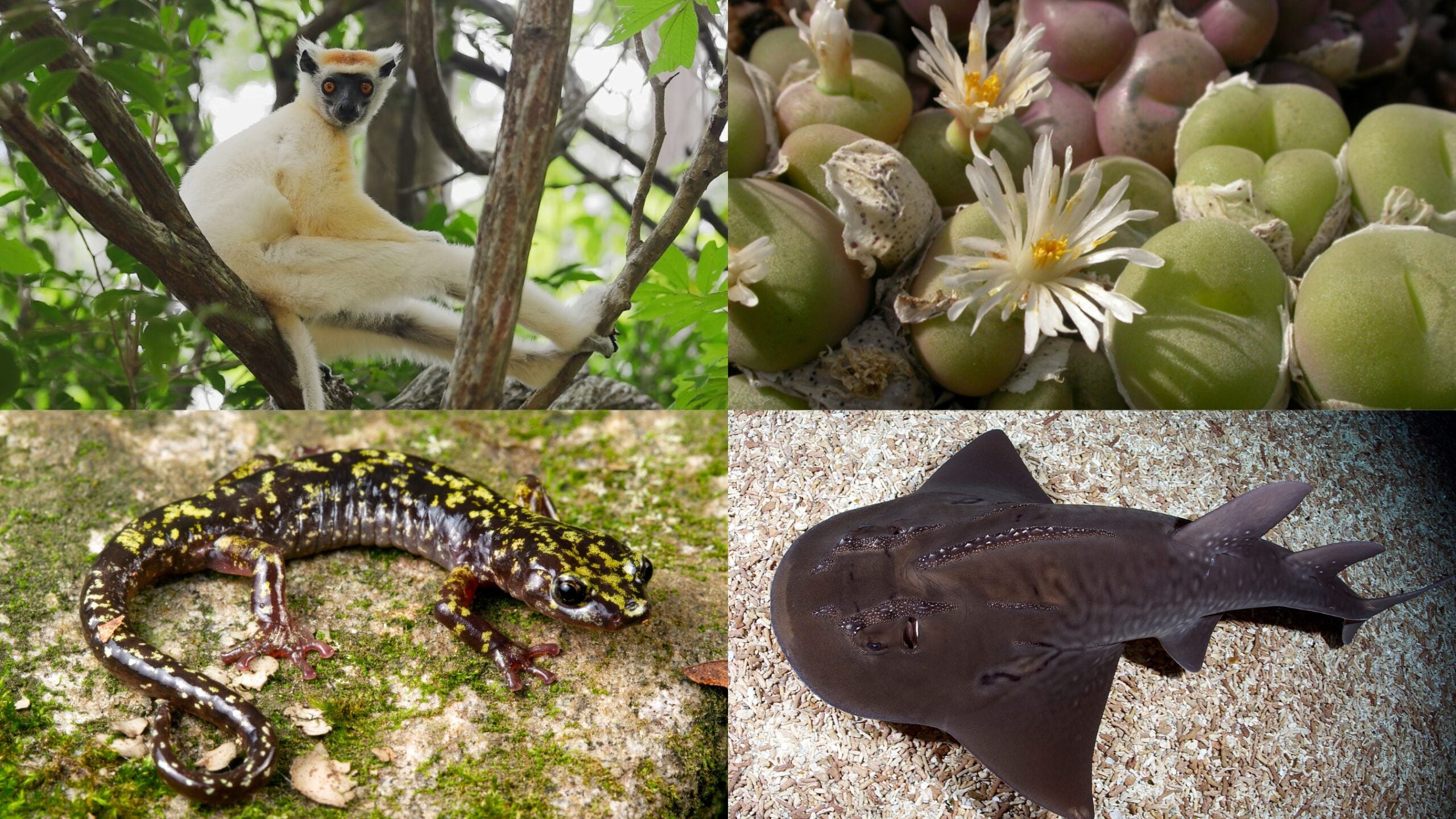 Photo collage of four animal photos. Starting from the top left, clockwise: Golden-crowned sifaka (photo courtesy of Fanamby), flowering fuzzy belly button (photo by Chris Rogerson), bowmouth guitarfish at the Singapore Oceanarium (photo by Mark Erdmann), Hickory Nut Gorge green salamander (photo by Todd W. Pierson).