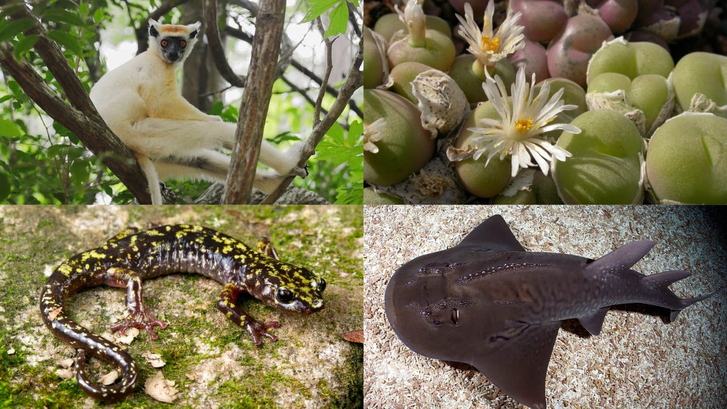Photo collage of four animal photos. Starting from the top left, clockwise: Golden-crowned sifaka (photo courtesy of Fanamby), flowering fuzzy belly button (photo by Chris Rogerson), bowmouth guitarfish at the Singapore Oceanarium (photo by Mark Erdmann), Hickory Nut Gorge green salamander (photo by Todd W. Pierson).