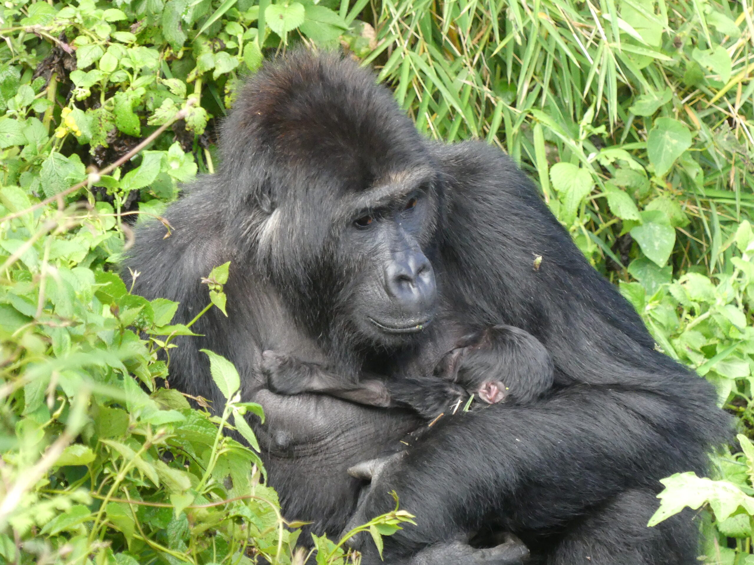 Eastern Lowland Gorilla Lulingu with her baby in May 2026.