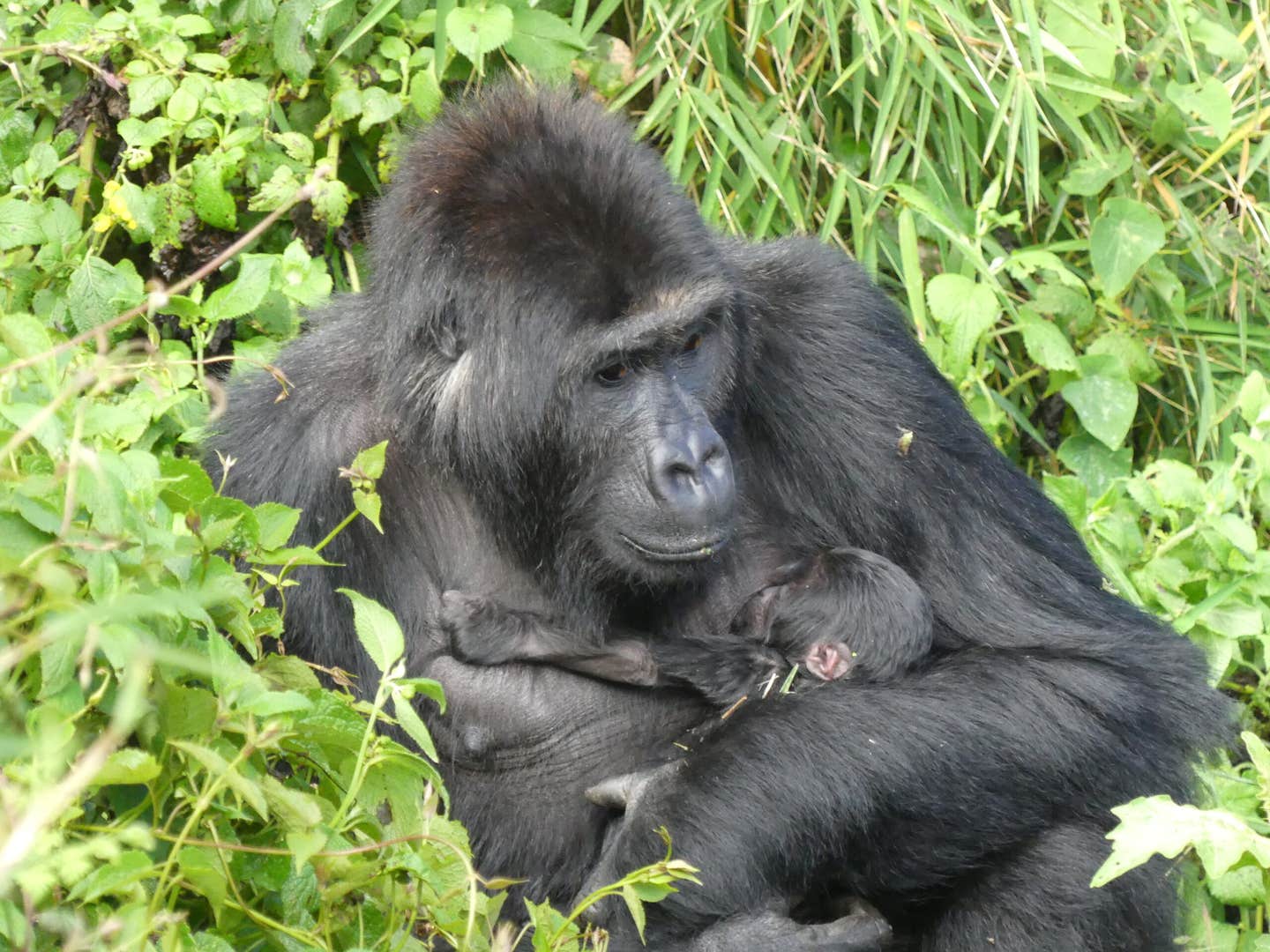 Eastern Lowland Gorilla Lulingu with her baby in May 2026.