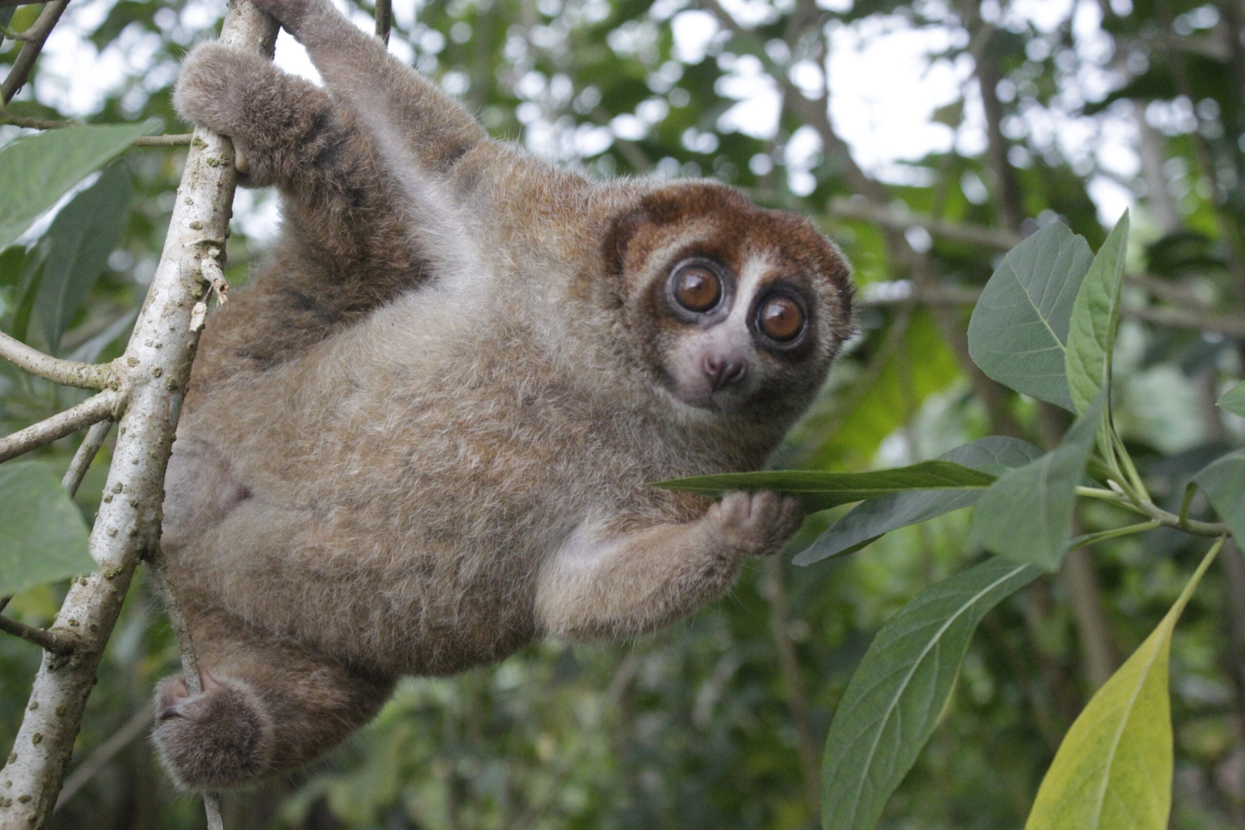 A rescued Bangka Slow Loris being released into one of the island’s last remaining natural habitats. © Andre Septian (Alobi Wildlife Rescue Center)