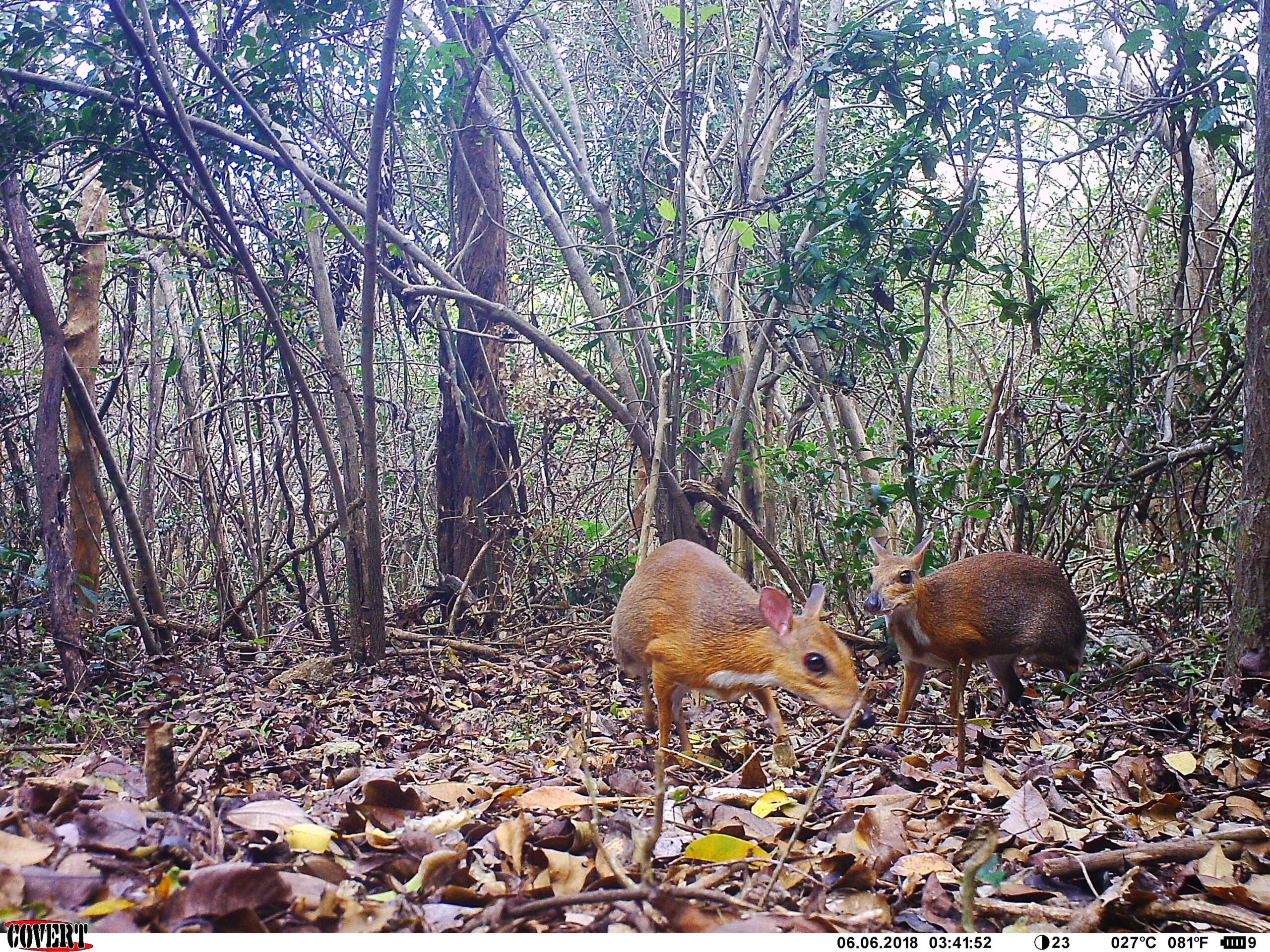 Two Silver-backed Chevrotains with reddish-brown coats stand among dry leaves in dense forest, captured by a camera trap.
